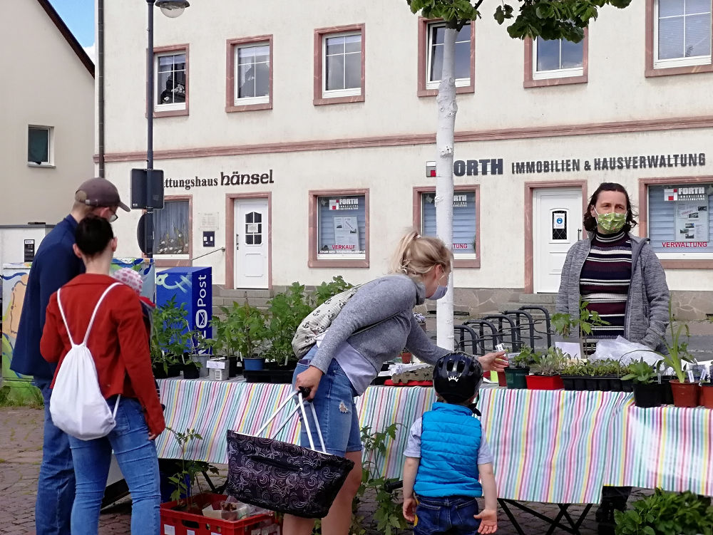 Pflanzentauschbörse auf dem Marktplatz in Taucha im Mai 2021